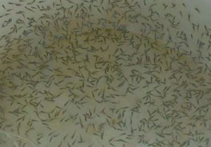 1401020110505221925179944