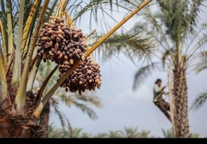 نخلداران