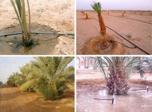 آب نخیلات