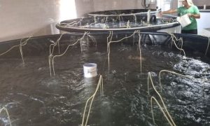 تولید بچه‌ماهی دریایی