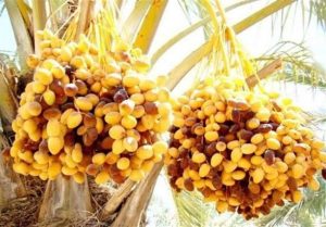 خارک و رطب