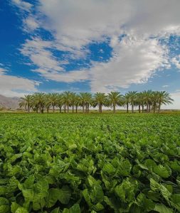 مزرعه