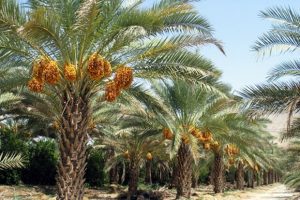 نخلداران