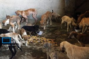 سگ